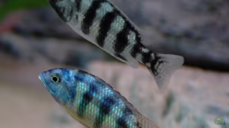 Besatz im Aquarium Becken 8662 von Jürgen Nagl (24)