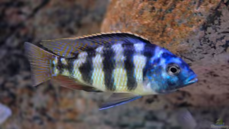 Besatz im Aquarium Becken 8662 von Jürgen Nagl (25)