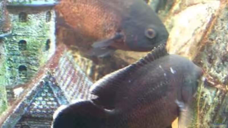 Besatz im Aquarium Becken 8694 von Sandy_ (20)