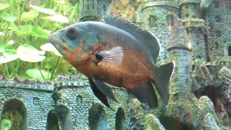 Besatz im Aquarium Becken 8694 von Sandy_ (22)