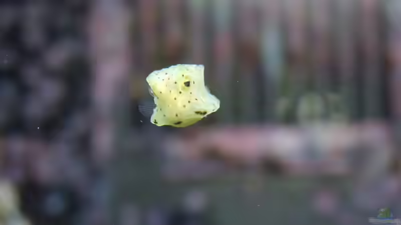 Besatz im Aquarium Becken 8731 von Uwe Zawadski (20)