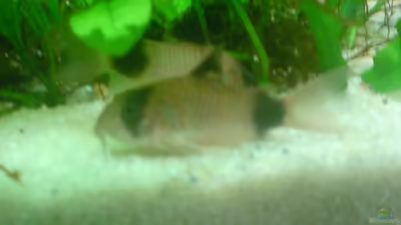 Besatz im Aquarium Becken 8734 von metz (19)