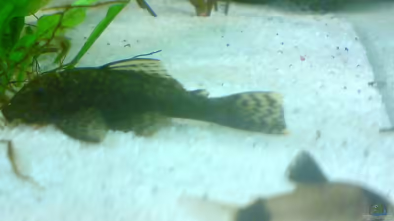 Besatz im Aquarium Becken 8734 von metz (20)