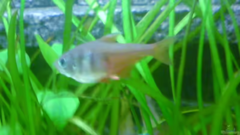 Besatz im Aquarium Becken 8734 von metz (21)