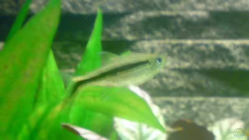 Besatz im Aquarium Becken 8734 von metz (22)