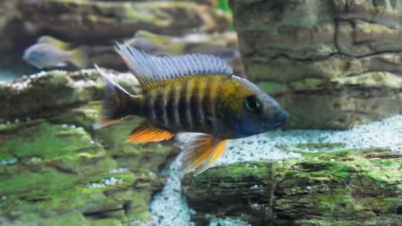 Besatz im Aquarium Becken 8737 von Christian Colling (23)