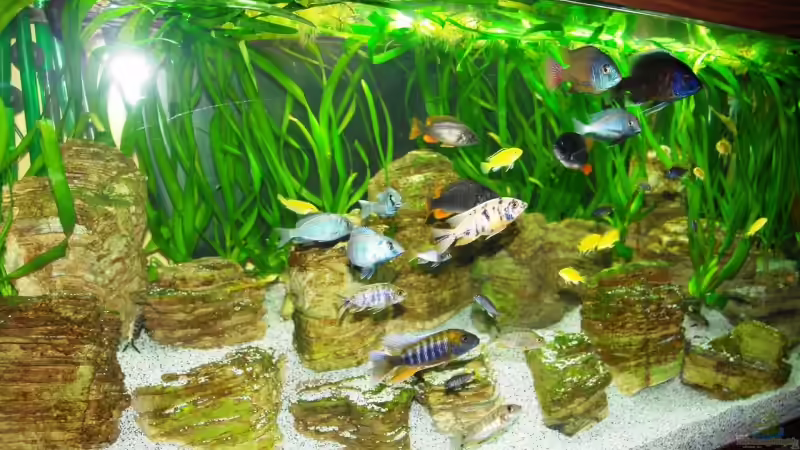 Besatz im Aquarium Becken 8737 von Christian Colling (25)