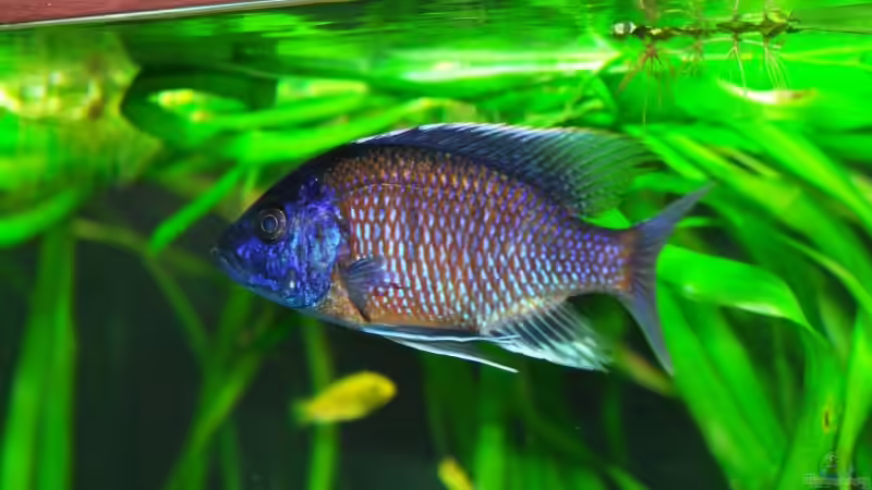 Besatz im Aquarium Becken 8737 von Christian Colling (26)