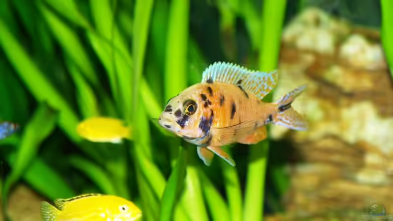 Besatz im Aquarium Becken 8737 von Christian Colling (28)