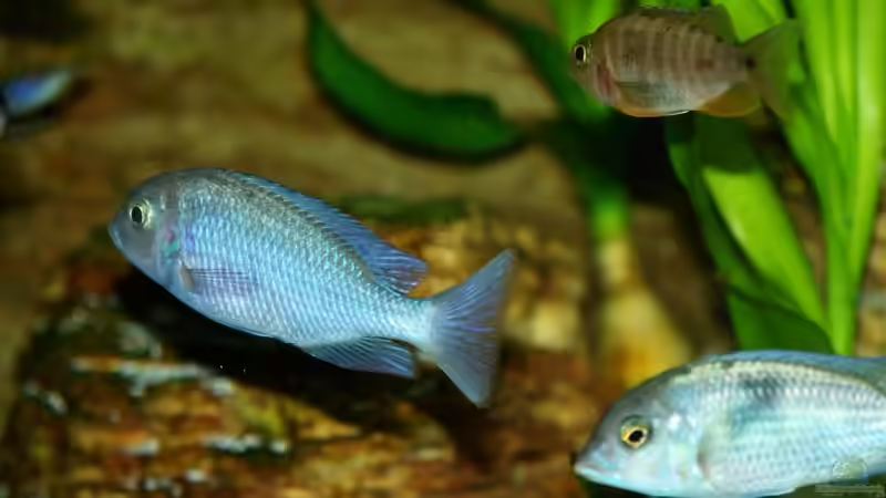 Besatz im Aquarium Becken 8737 von Christian Colling (29)