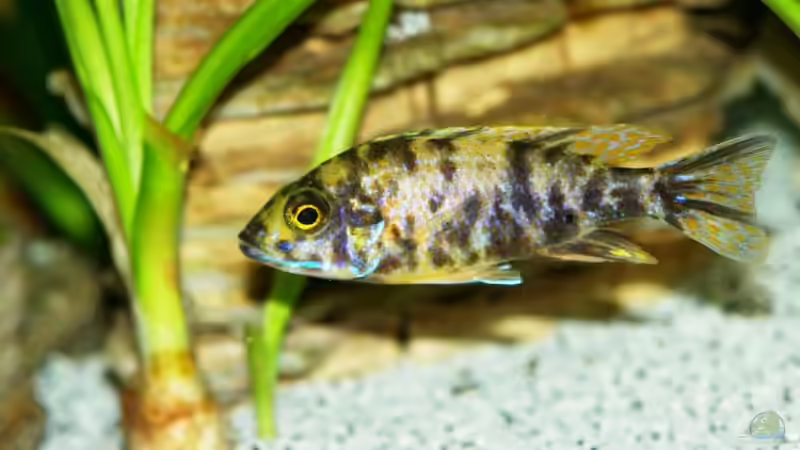 Besatz im Aquarium Becken 8737 von Christian Colling (30)