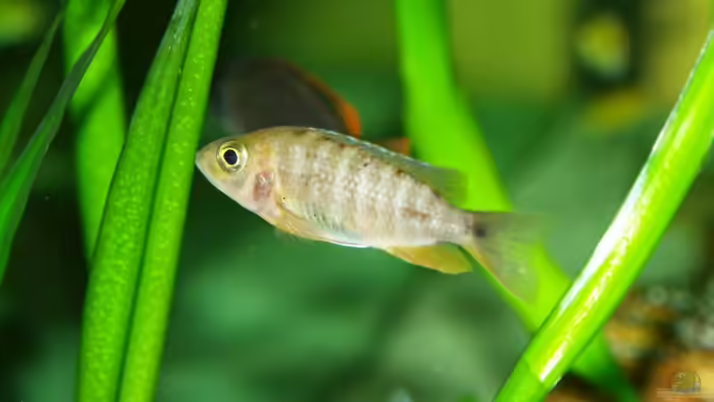 Besatz im Aquarium Becken 8737 von Christian Colling (31)