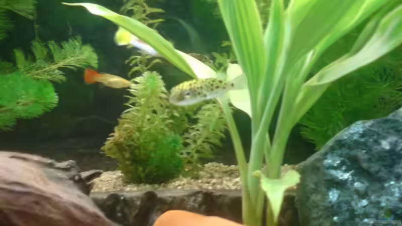 Besatz im Aquarium Becken 8738 von bentinet (4)