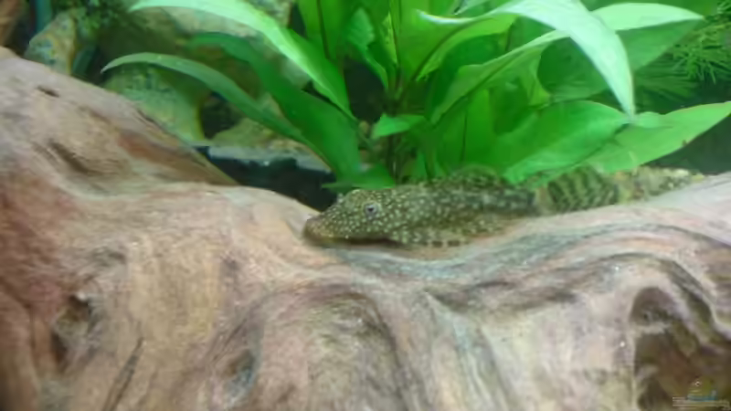 Besatz im Aquarium Becken 8738 von bentinet (5)