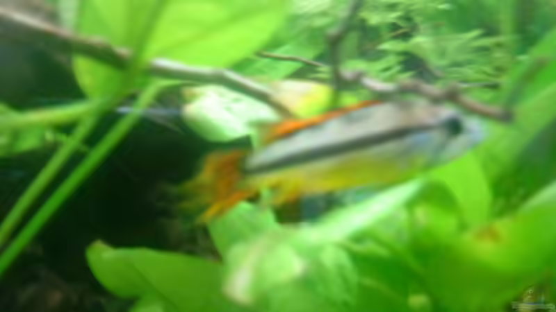 Besatz im Aquarium Becken 8743 von t-time (18)