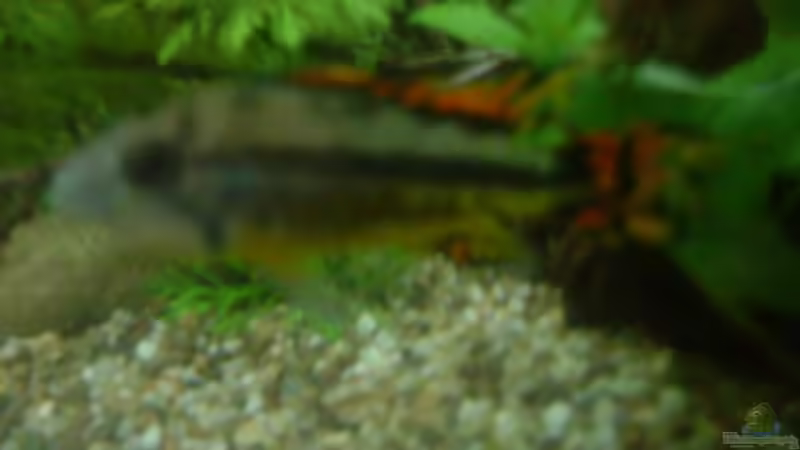 Besatz im Aquarium Becken 8743 von t-time (19)