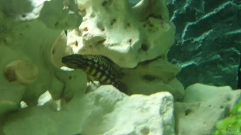 Besatz im Aquarium Becken 8753 von Jens Schneider (18)