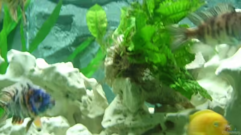 Besatz im Aquarium Becken 8753 von Jens Schneider (19)