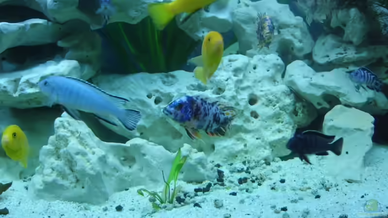 Besatz im Aquarium Becken 8753 von Jens Schneider (21)