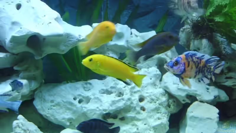 Besatz im Aquarium Becken 8753 von Jens Schneider (22)