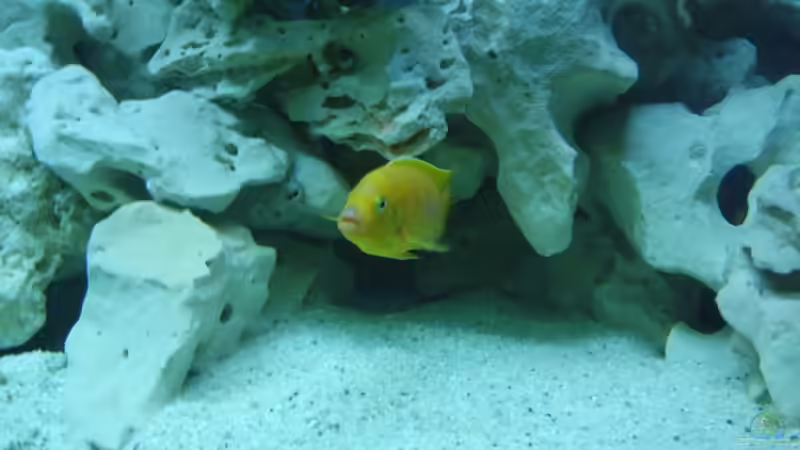 Besatz im Aquarium Becken 8753 von Jens Schneider (24)