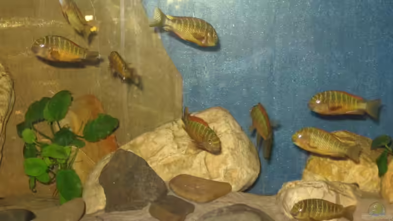 Besatz im Aquarium Becken 8780 von Björn Bönsch (3)