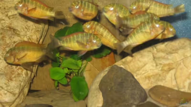 Besatz im Aquarium Becken 8780 von Björn Bönsch (4)