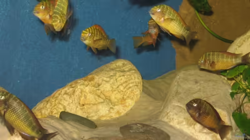 Besatz im Aquarium Becken 8780 von Björn Bönsch (5)