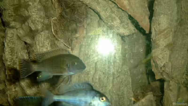 Besatz im Aquarium Becken 88 von Martin Fabick (14)