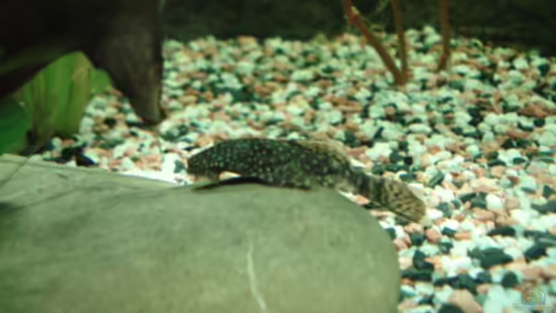 Besatz im Aquarium Becken 8808 von David (6)