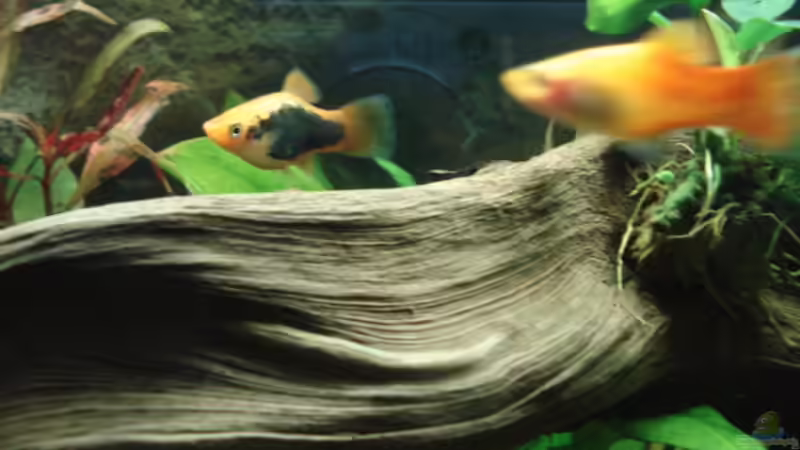 Besatz im Aquarium Becken 8808 von David (7)