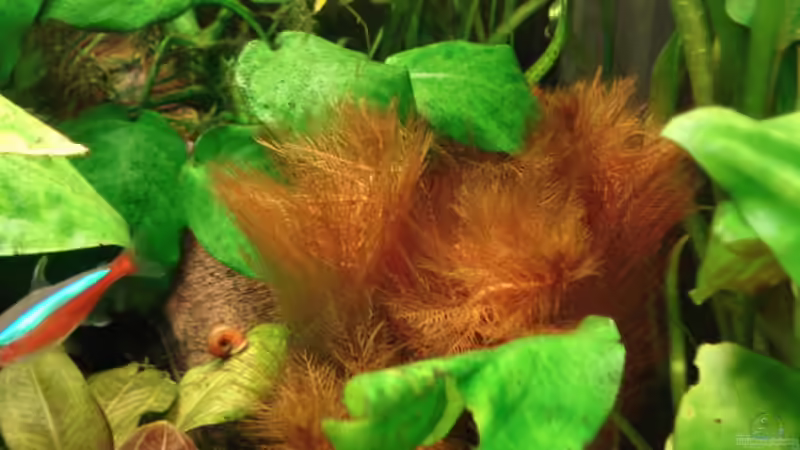 Besatz im Aquarium Becken 8810 von Max Fleischmann (12)