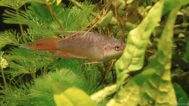 Besatz im Aquarium Becken 8810 von Max Fleischmann (13)