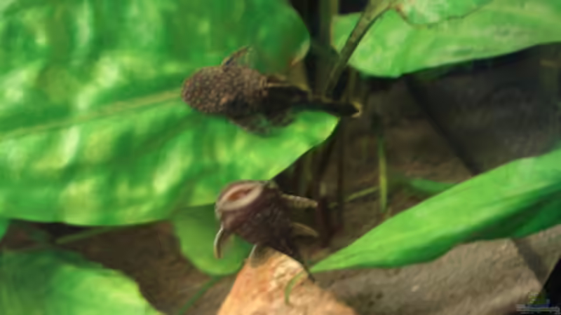 Besatz im Aquarium Becken 8810 von Max Fleischmann (16)