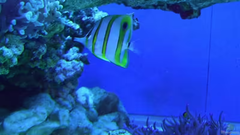 Besatz im Aquarium Becken 8816 von Rainer Stilcke (30)