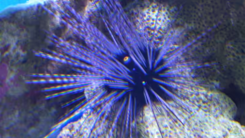 Besatz im Aquarium Becken 8816 von Rainer Stilcke (31)