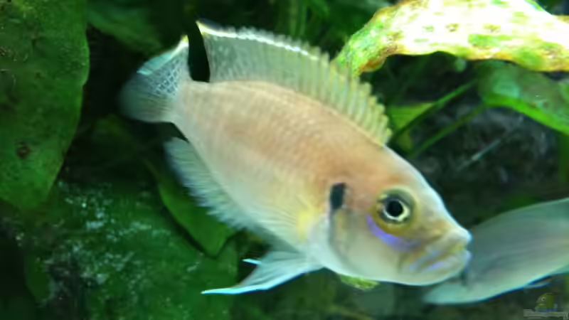 Besatz im Aquarium Becken 8819 von XDennisX3 (12)