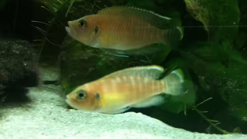 Besatz im Aquarium Becken 8819 von XDennisX3 (13)