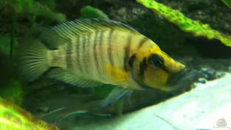 Besatz im Aquarium Becken 8819 von XDennisX3 (14)