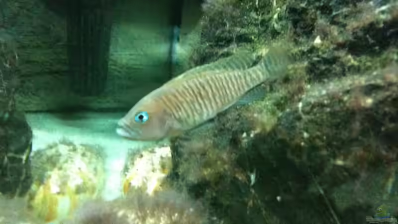 Besatz im Aquarium Becken 8819 von XDennisX3 (15)