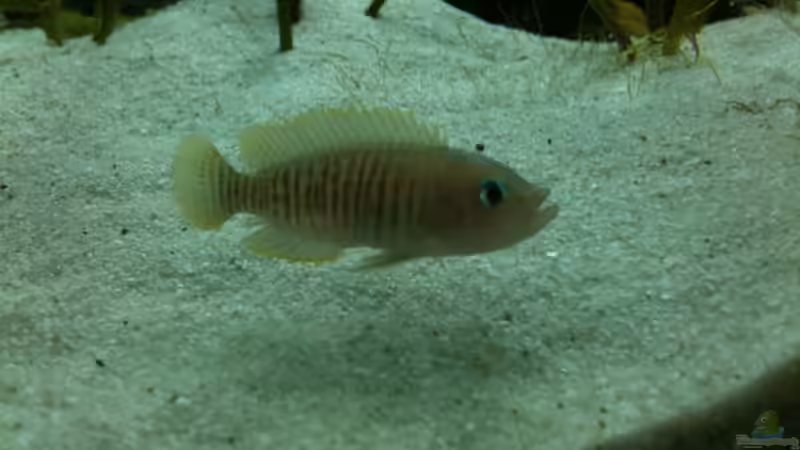 Besatz im Aquarium Becken 8819 von XDennisX3 (16)