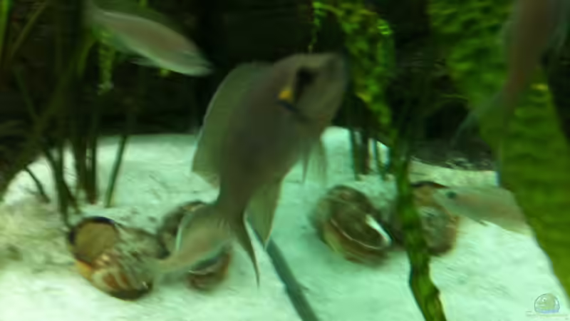 Besatz im Aquarium Becken 8819 von XDennisX3 (17)