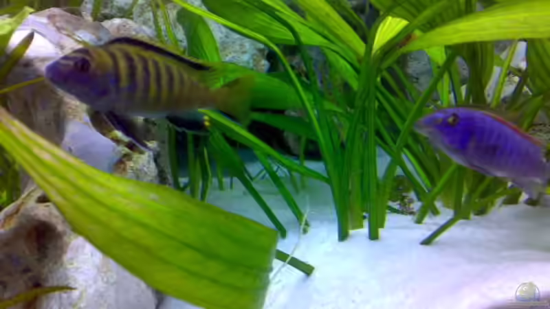 Besatz im Aquarium Becken 8824 von Sylvia Hoffmann (13)