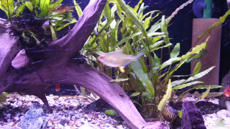 Besatz im Aquarium Becken 8828 von Sunnyboy_72 (23)