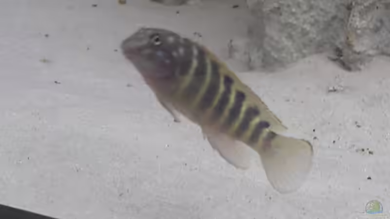 Besatz im Aquarium Becken 883 von Enrico Pinkert (10)