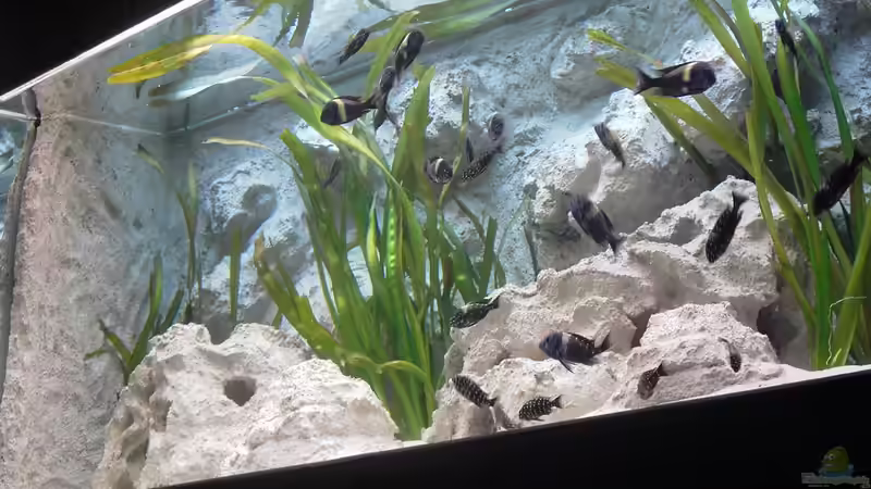 Besatz im Aquarium Becken 883 von Enrico Pinkert (11)