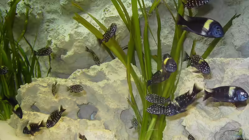 Besatz im Aquarium Becken 883 von Enrico Pinkert (13)