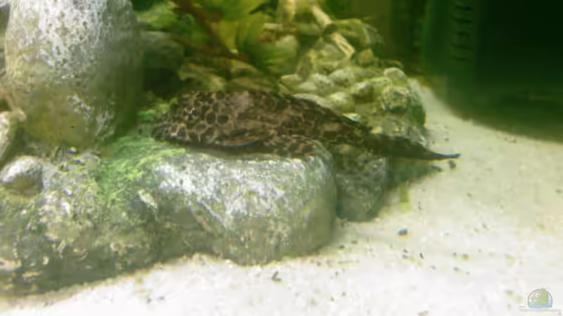 Besatz im Aquarium Becken 8836 von alexandra (4)