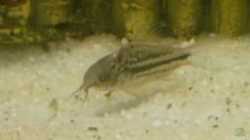 Besatz im Aquarium Becken 8836 von alexandra (6)