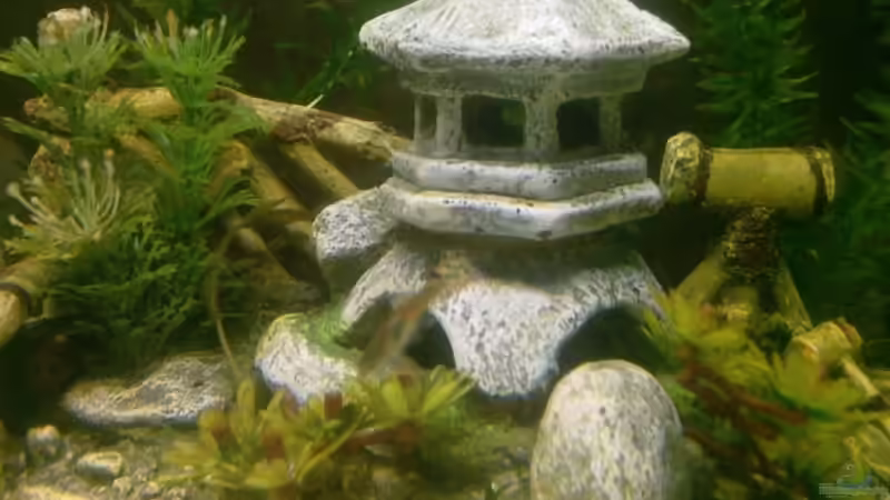 Besatz im Aquarium Becken 8836 von alexandra (7)